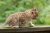 kleopasboy7weeks1782017img_949751_small.jpg