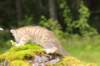 kleopasboy7weeks1782017img_949752_small.jpg