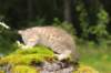 kleopasboy7weeks1782017img_949753_small.jpg