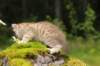 kleopasboy7weeks1782017img_949754_small.jpg