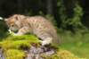 kleopasboy7weeks1782017img_949755_small.jpg