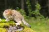 kleopasboy7weeks1782017img_949758_small.jpg