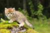 kleopasboy7weeks1782017img_949760_small.jpg
