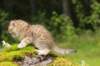 kleopasboy7weeks1782017img_949761_small.jpg