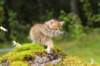kleopasboy7weeks1782017img_949762_small.jpg
