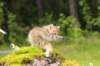 kleopasboy7weeks1782017img_949763_small.jpg