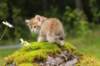 kleopasboy7weeks1782017img_949764_small.jpg
