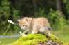 kleopasboy7weeks1782017img_949765_small.jpg