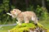 kleopasboy7weeks1782017img_949766_small.jpg
