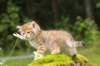kleopasboy7weeks1782017img_949767_small.jpg