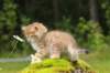 kleopasboy7weeks1782017img_949768_small.jpg