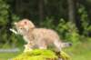 kleopasboy7weeks1782017img_949769_small.jpg
