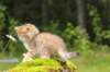 kleopasboy7weeks1782017img_949770_small.jpg