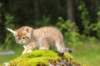kleopasboy7weeks1782017img_949771_small.jpg