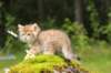 kleopasboy7weeks1782017img_949772_small.jpg