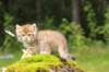 kleopasboy7weeks1782017img_949773_small.jpg