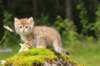 kleopasboy7weeks1782017img_949774_small.jpg
