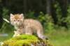 kleopasboy7weeks1782017img_949775_small.jpg