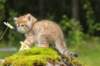 kleopasboy7weeks1782017img_949776_small.jpg