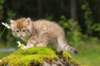 kleopasboy7weeks1782017img_949777_small.jpg