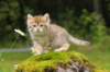 kleopasboy7weeks1782017img_949779_small.jpg
