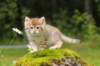kleopasboy7weeks1782017img_949780_small.jpg