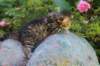 keanna3weeksand2days17615_small.jpg