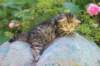 keanna3weeksand2days17622_small.jpg