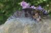 keziah2weeks9629_small.jpg