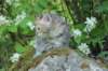 keziah6weeks7719_small.jpg