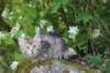 keziah6weeks7733_small.jpg