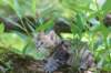 keziah6weeks774_small.jpg