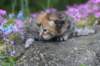 keziahgirl13days7623_small.jpg