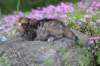 keziahgirl13days7625_small.jpg