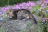 keziahgirl13days7626_small.jpg