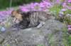 keziahgirl13days7627_small.jpg