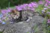 keziahgirl13days7628_small.jpg