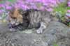 keziahgirl13days7630_small.jpg
