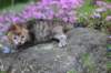 keziahgirl13days7631_small.jpg