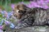 keziahgirl13days7632_small.jpg