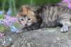 keziahgirl13days7633_small.jpg