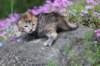 keziahgirl13days7635_small.jpg