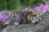 keziahgirlf2421_small.jpg