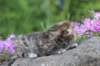 keziahgirlf2424_small.jpg