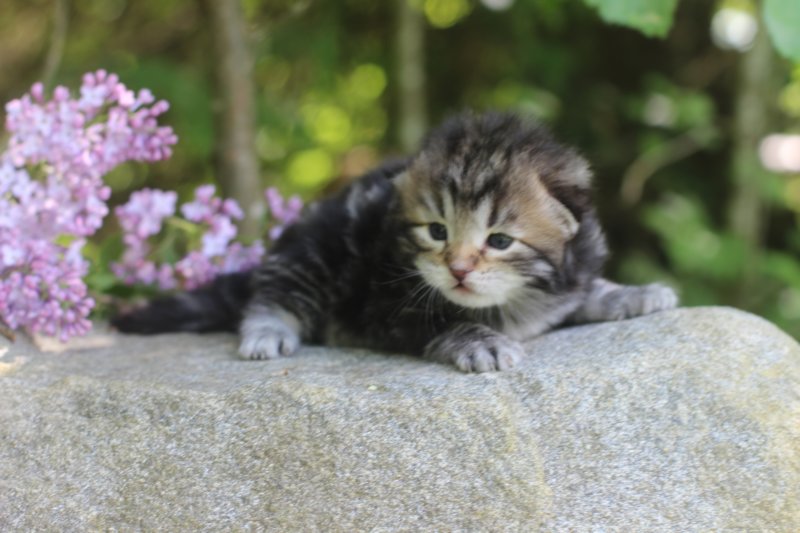 koresh2viikkoa962.jpg