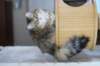 amurinkeanna95kk16323_small.jpg