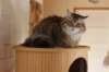 amurinkeanna95kk16325_small.jpg