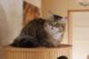 amurinkeanna95kk16326_small.jpg