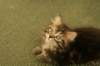img_9009_small.jpg