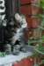 koores19_small.jpg